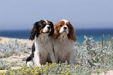 CAVALIER KING CHARLES 099